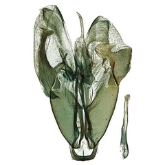 /filer/webapps/moths/media/images/M/mapanja_Hellinsia_GMHT_ZMJU.jpg