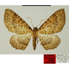 /filer/webapps/moths/media/images/X/xerophila_Horisme_HT_ZSMa.jpg