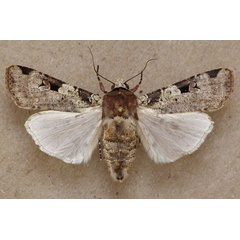 /filer/webapps/moths/media/images/I/ignicollis_Mentaxya_A_Butler.jpg