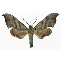 /filer/webapps/moths/media/images/F/falcatus_Falcatula_AM_Basquin.jpg
