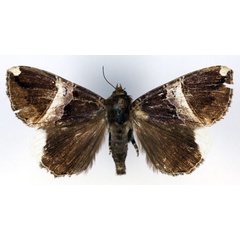 /filer/webapps/moths/media/images/A/angustifascia_Achaea_PT_RMCA_03.jpg