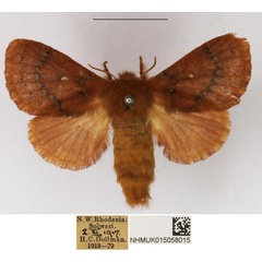 /filer/webapps/moths/media/images/D/divisa_Pseudolyra_AF_NHMUK_01.jpg