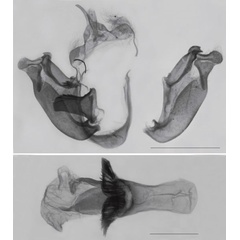 /filer/webapps/moths/media/images/S/sudanensis_Sesamia_GMHT_NHMUK_1296.jpg