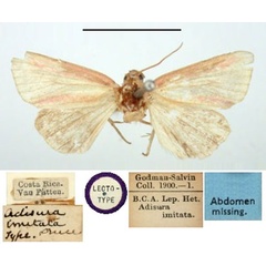 /filer/webapps/moths/media/images/I/imitata_Adisura_LT_BMNH.jpg