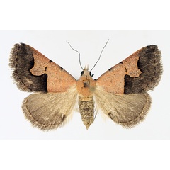 /filer/webapps/moths/media/images/C/culminifera_Baniana_AF_TMSA_01.jpg