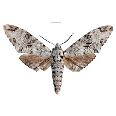 /filer/webapps/moths/media/images/A/adriani_Covelliana_PTM_EMEMa.jpg