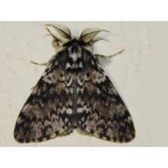 /filer/webapps/moths/media/images/K/kettlewelli_Rhypopteryx_A_Grobler.jpg