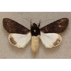 /filer/webapps/moths/media/images/P/phaeoleuca_Ulotrichopus_A_Butler.jpg