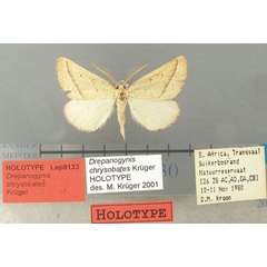 /filer/webapps/moths/media/images/C/chrysobates_Drepanogynis_HT_TMSA.jpg