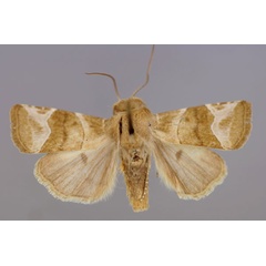 /filer/webapps/moths/media/images/D/dallolmoi_Elyptron_A_RMCA_01.jpg