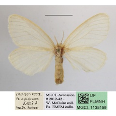 /filer/webapps/moths/media/images/F/fowleri_Stracilla_AF_MGCLa_01.JPG