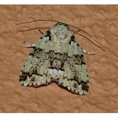 /filer/webapps/moths/media/images/S/squamifera_Blenina_A_Roland_01.jpg