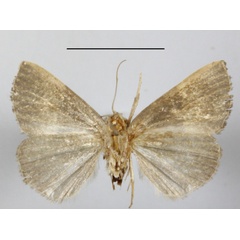 /filer/webapps/moths/media/images/T/trigonica_Neonegeta_A_MGCLb_01.JPG