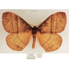 /filer/webapps/moths/media/images/I/indecisa_Hoplojana_AM_TMSA_01.jpg
