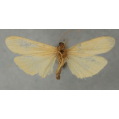 /filer/webapps/moths/media/images/C/contempta_Ilema_STM_NHMUKb.jpg