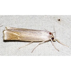 /filer/webapps/moths/media/images/C/capensis_Ancylolomia_A_Braun_01.jpg