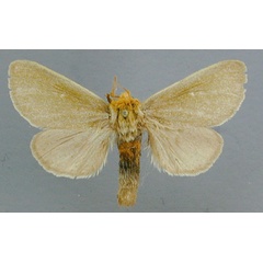 /filer/webapps/moths/media/images/S/simplex_Antheua_A_RMCA_04_5o2bZD8.jpg