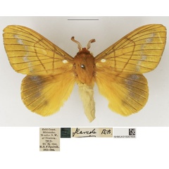 /filer/webapps/moths/media/images/F/flaveola_Lechriolepis_AM_NHMUK_01.jpg