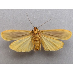 /filer/webapps/moths/media/images/V/vicaria_Ovenna_A_Baron_02.jpg