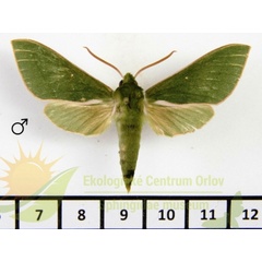 /filer/webapps/moths/media/images/E/ellisoni_Chaerocina_AM_SMCR_01.jpg