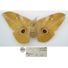 /filer/webapps/moths/media/images/A/angasana_Saturnia_HT_NHMUKa.jpg