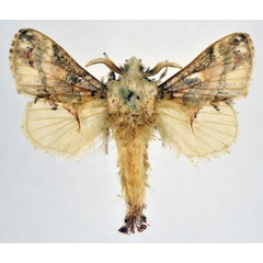 /filer/webapps/moths/media/images/D/dollmani_Odontocheilopteryx_AM_NHMO.jpg