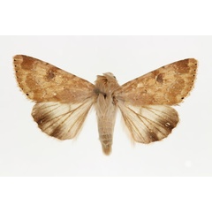 /filer/webapps/moths/media/images/N/nubigera_Heliothis_AM_RMCA.jpg