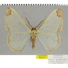 /filer/webapps/moths/media/images/C/clementi_Zamarada_PTM_ZSMa.jpg