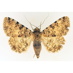 /filer/webapps/moths/media/images/S/sagulata_Beriodesma_AF_TMSA_01.jpg