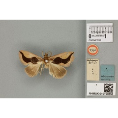 /filer/webapps/moths/media/images/I/insignis_Agamana_HT_BMNHa.jpg