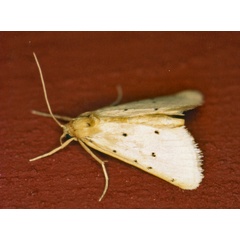 /filer/webapps/moths/media/images/S/stictalis_Calamoschoena_A_Roland_01_leCugWg.jpg