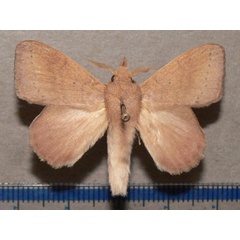 /filer/webapps/moths/media/images/H/humfreyi_Leipoxais_A_Goffa_01.JPG
