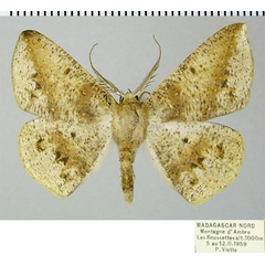 /filer/webapps/moths/media/images/V/vestitaria_Psilocerea_AM_ZSMa.jpg