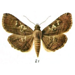 /filer/webapps/moths/media/images/I/inscripta_Pyralomorpha_STF_Rebel_1-21.jpg