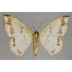 /filer/webapps/moths/media/images/E/epinephela_Luxiaria_AF_ZSMb.jpg