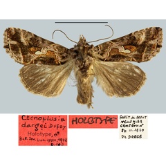 /filer/webapps/moths/media/images/D/dargei_Ctenoplusia_HT_MNHN.jpg