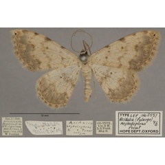 /filer/webapps/moths/media/images/N/nepheloperas_Scopula_PTF_OUMNHa_03.jpg
