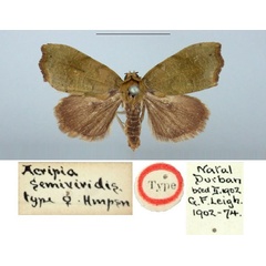 /filer/webapps/moths/media/images/S/semiviridis_Acripia_HT_BMNH.jpg