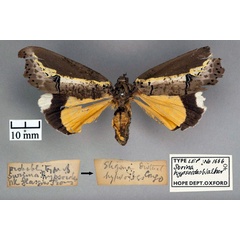 /filer/webapps/moths/media/images/H/hypsoides_Surina_HT_OUMNH_01.jpg