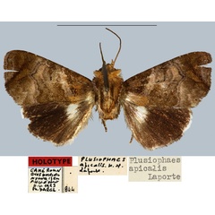 /filer/webapps/moths/media/images/A/apicalis_Plusiophaes_HT_MNHN.jpg