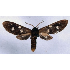 /filer/webapps/moths/media/images/H/homopunctata_Anapisa_HT_ZMHB_01.jpg