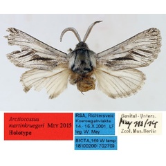 /filer/webapps/moths/media/images/M/martinkruegeri_Arctiocossus_HT_TMSA.jpg