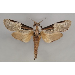 /filer/webapps/moths/media/images/S/squameus_Aethalopteryx_1_Yakovlev.jpg