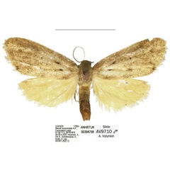/filer/webapps/moths/media/images/S/smithi_Spatulosia_PTM_ANHRT_02.jpg