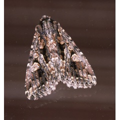 /filer/webapps/moths/media/images/S/schoenheiti_Saalmuellerana_A_Roland_01.jpg