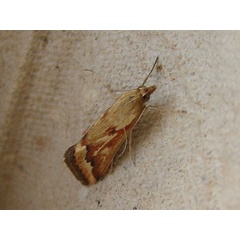 /filer/webapps/moths/media/images/C/coelatalis_Achyra_A_Goff_01.jpg