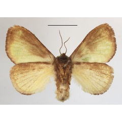 /filer/webapps/moths/media/images/U/urda_Latoia_A_MGCLb_01.jpg