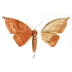 /filer/webapps/moths/media/images/G/grotesca_Rhamphopteryx_HT_Bryk_1-3.jpg