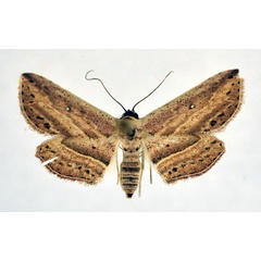 /filer/webapps/moths/media/images/Z/zavattarii_Hyposada_A_NHM0_01.jpg