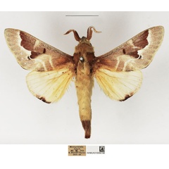 /filer/webapps/moths/media/images/S/siva_Streblote_AM_NHMUK.jpg